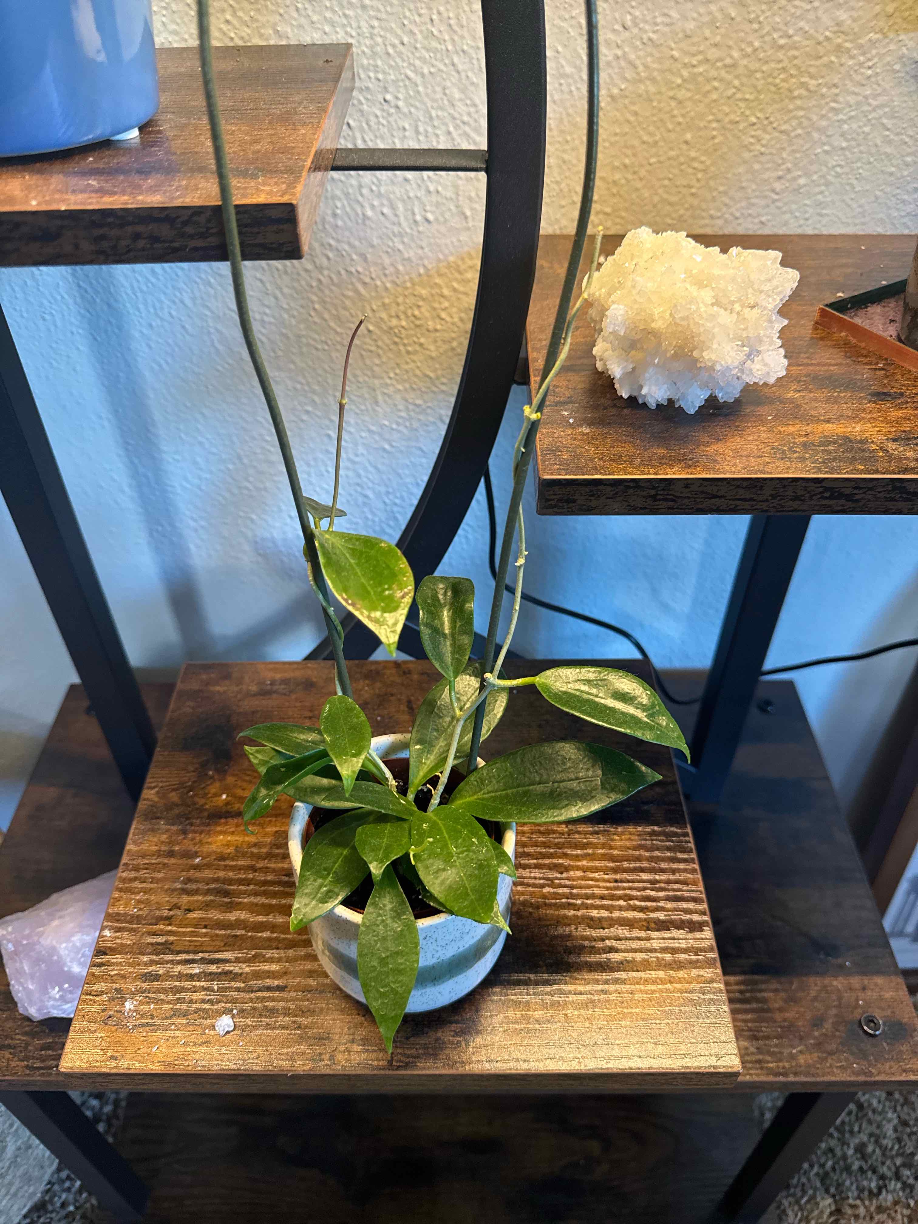 Photo of the plant species Hoya limoniaca by @elisenavidad named Zion on Greg, the plant care app