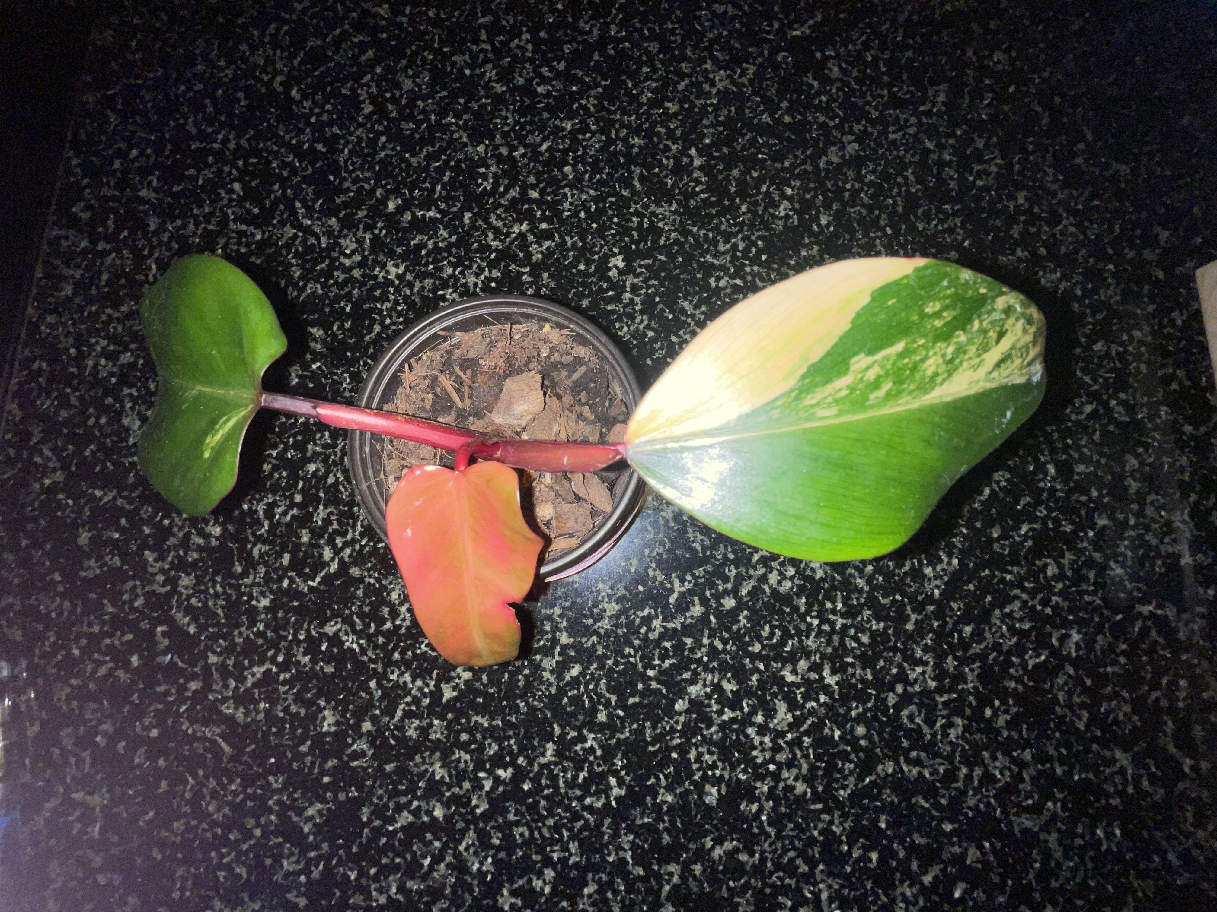 Photo from the post
