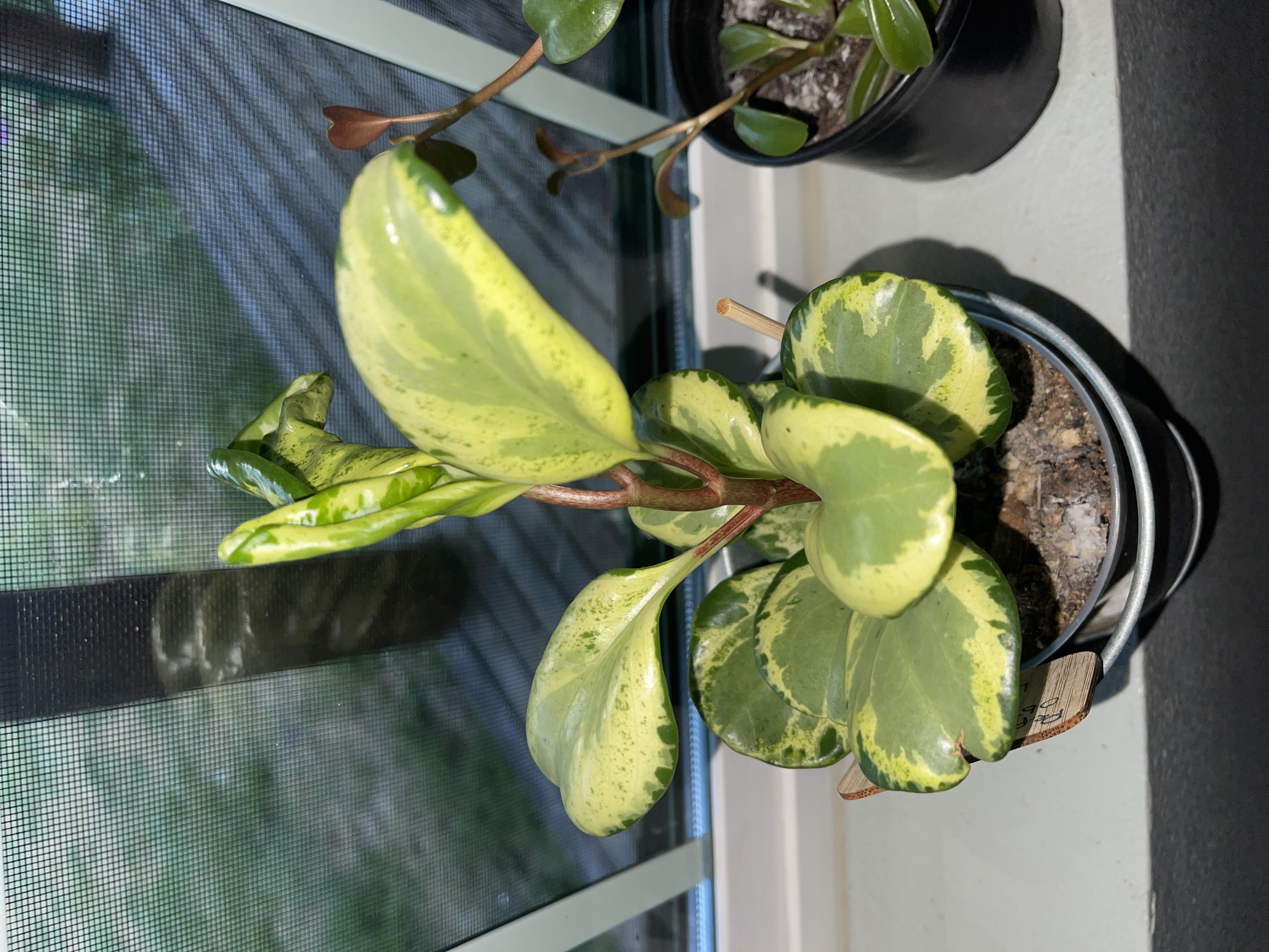 Photo from the post