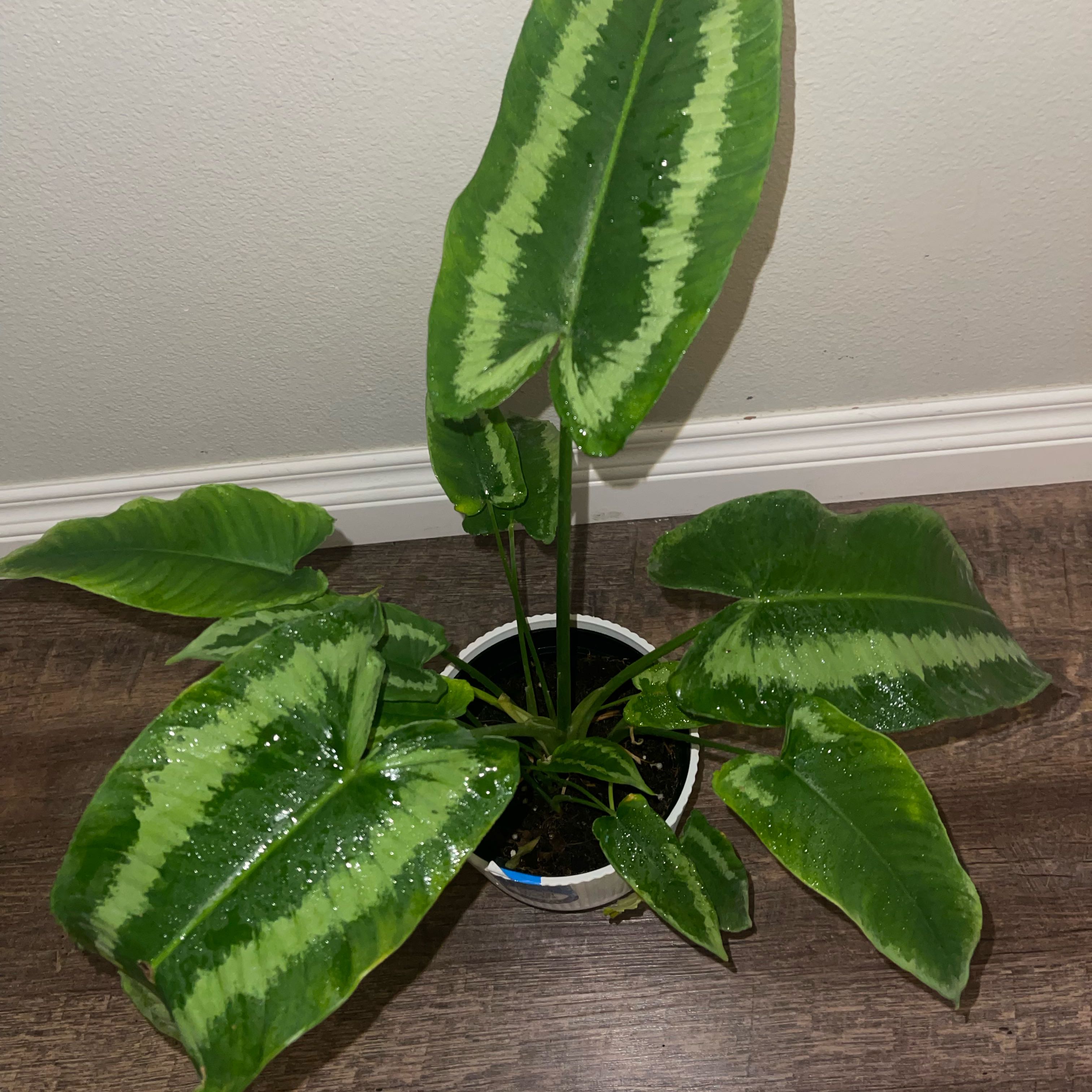 Aria