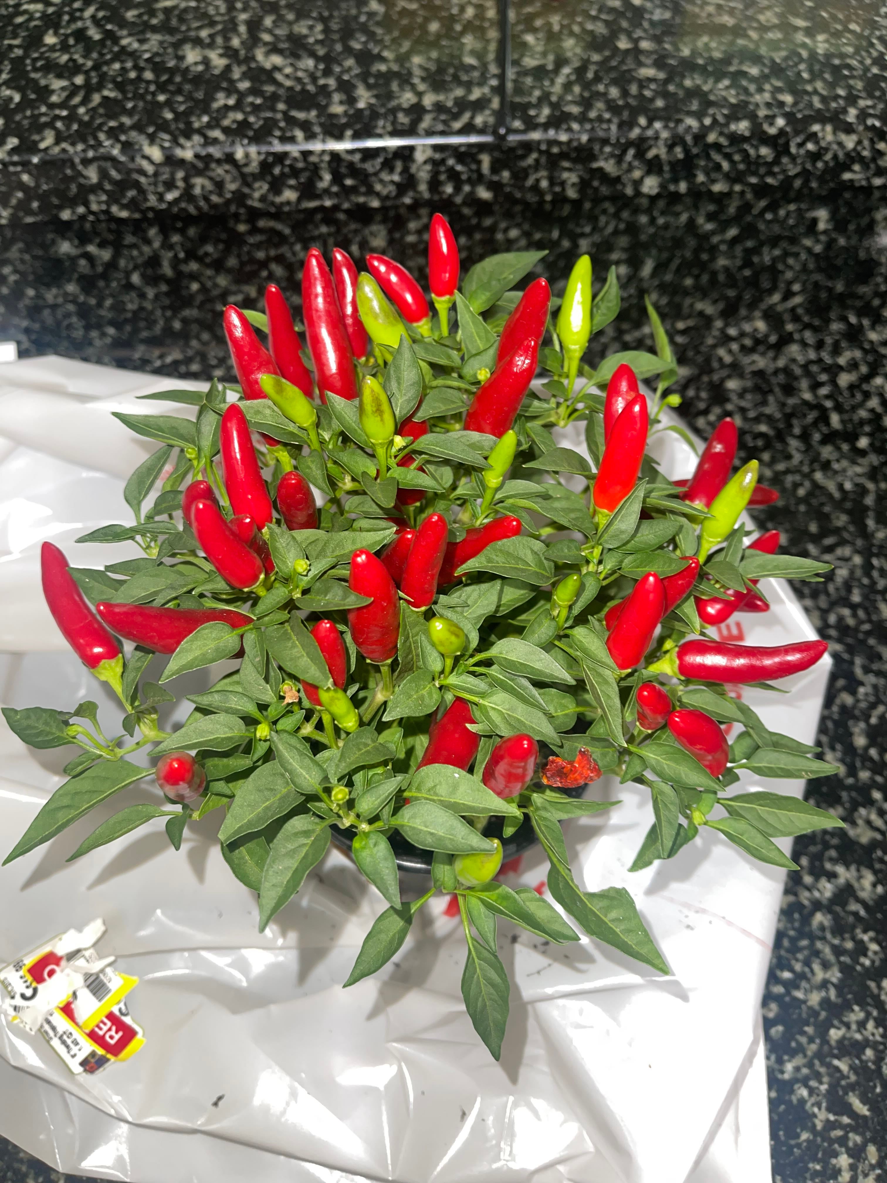 Black Pearl Flower Plant Care Water, Light, Nutrients Greg App 🌱