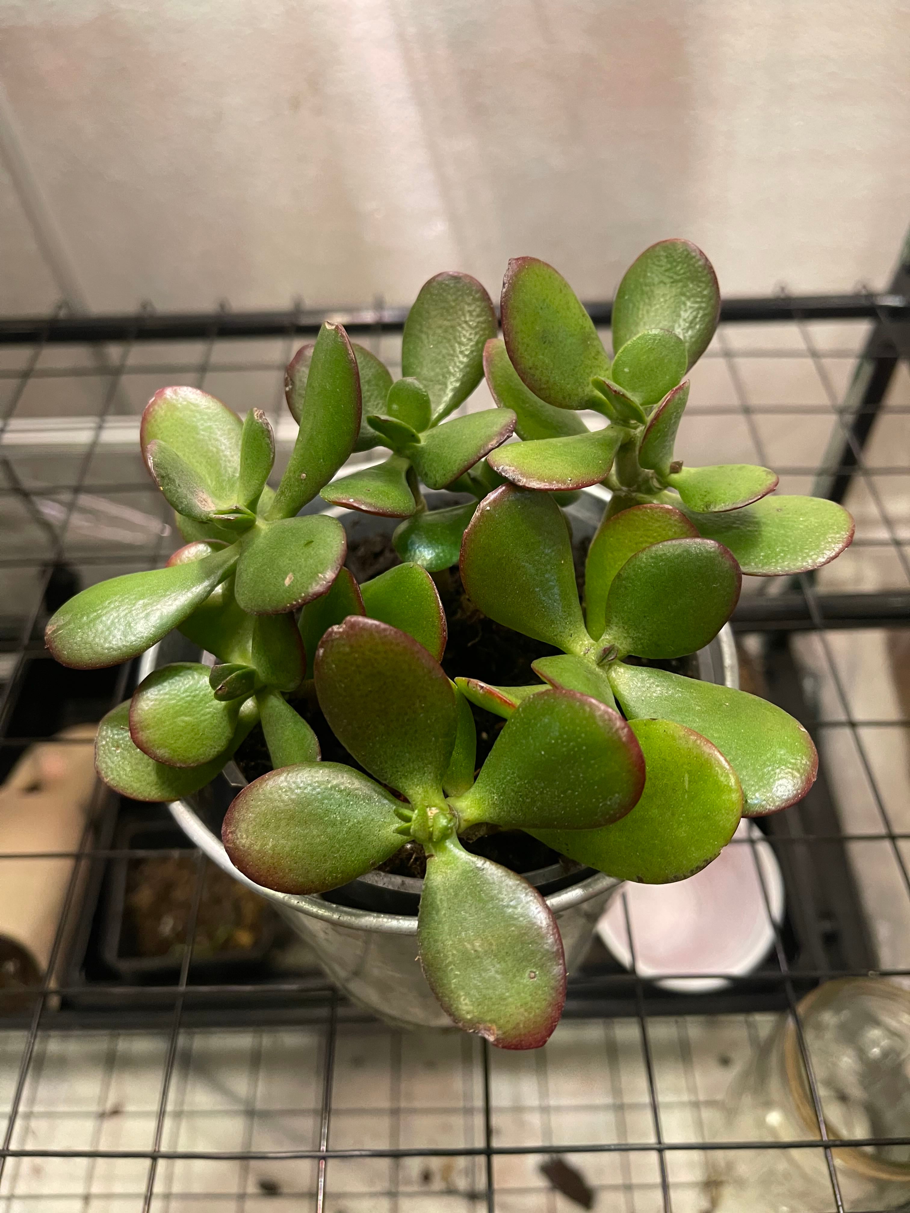 🔍 How to Fix Brown Spots on Your Crassula 'Tom Thumb'