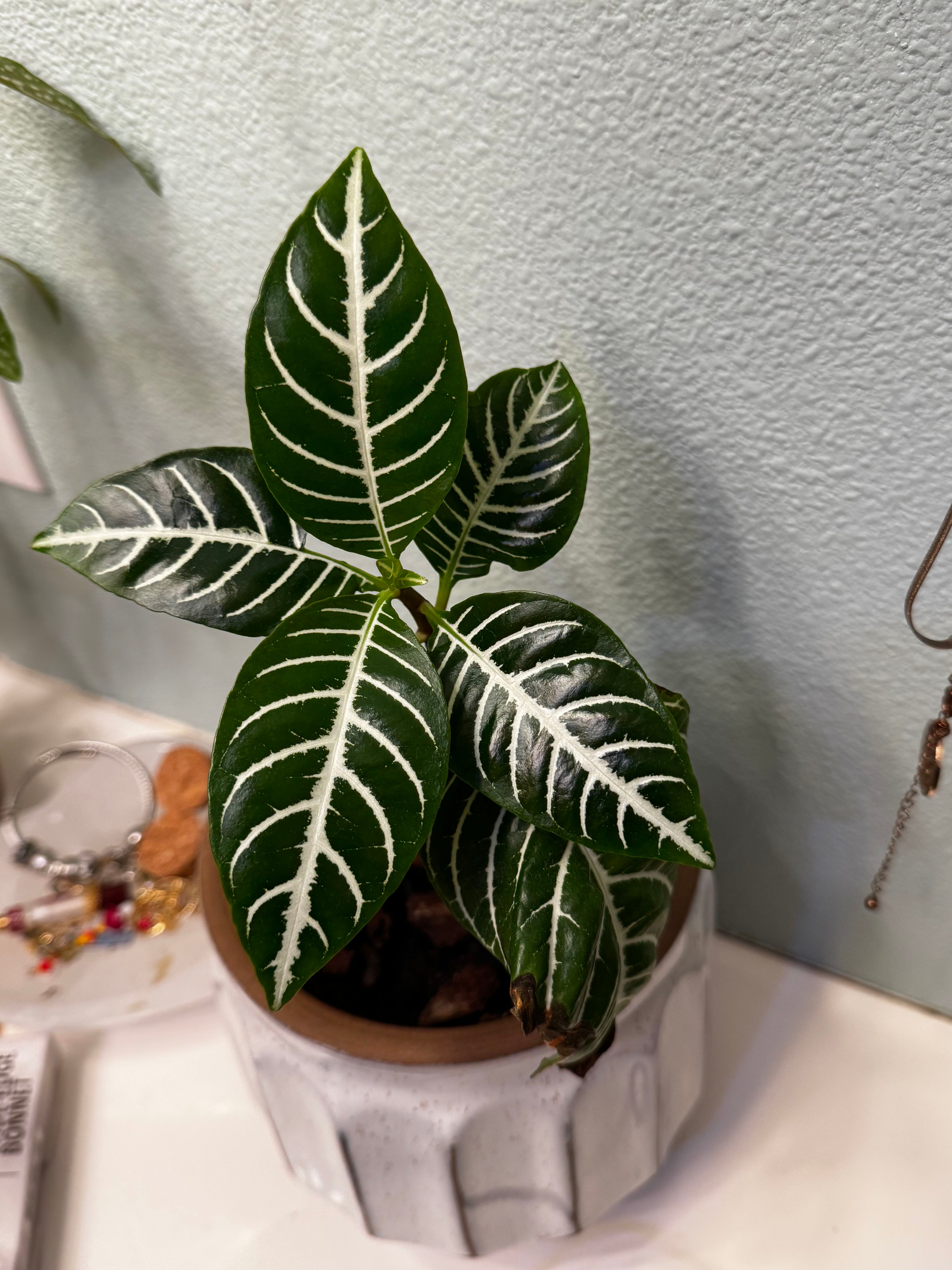 Zebra Plant Care 101: Water, Light & Growing Tips