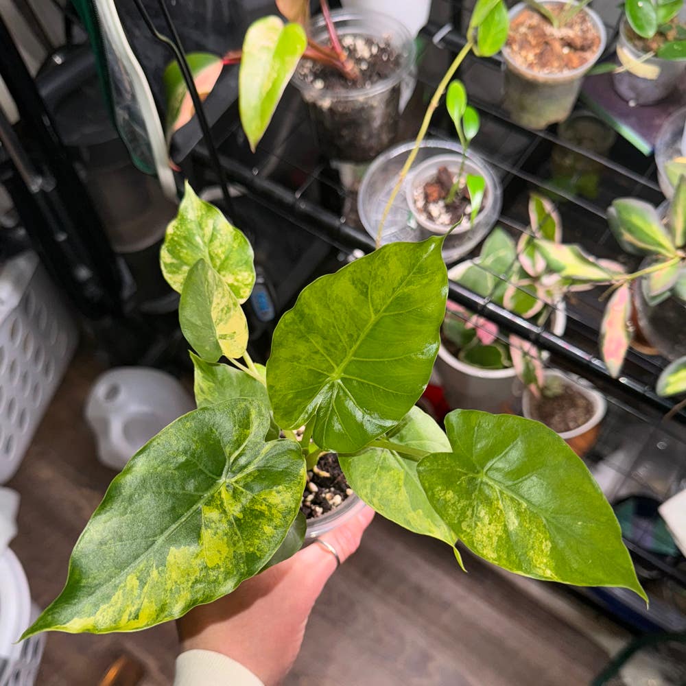 Hoya caudata 'Silver': How Much Water & Light Does it Need Hoya caudata 'Silver': How Much Water & Light Does it Need
