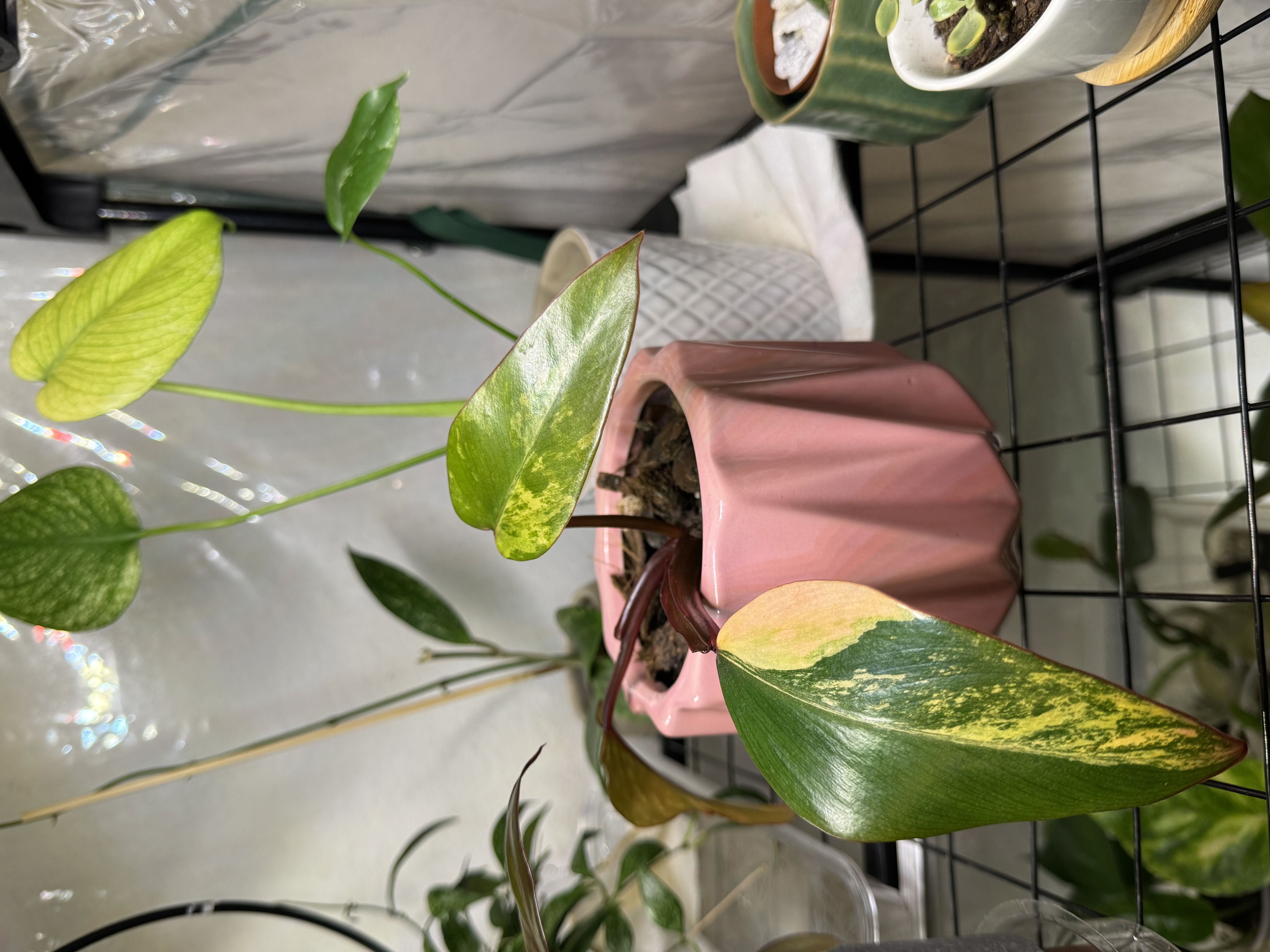 Photo from the post
