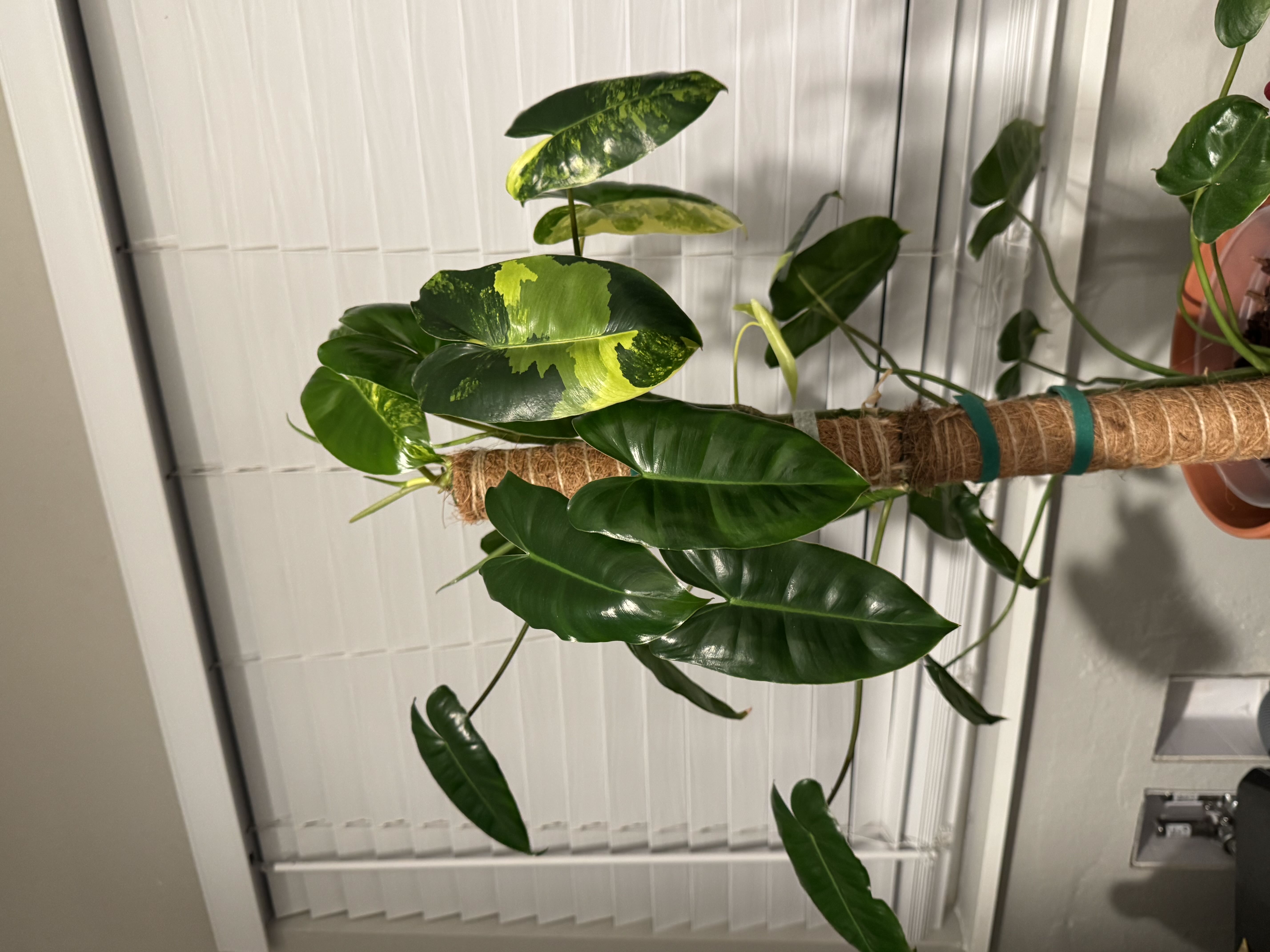 Photo from the post