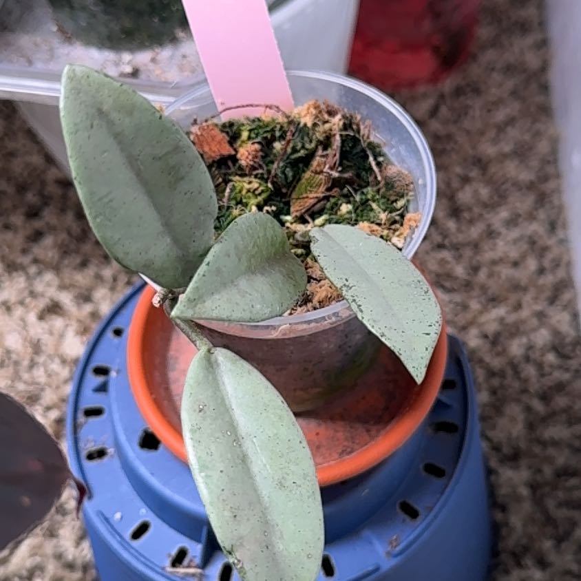 Photo of the plant species Hoya carnosa 'Wilbur Graves Silver' by @elisenavidad named Gladys on Greg, the plant care app