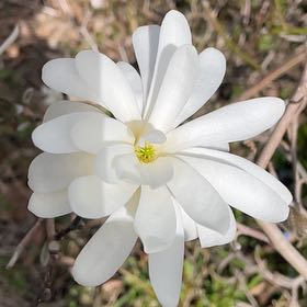 Photo of the plant species Star magnolia by @JoyfulPegaropa named Foxxy on Greg, the plant care app