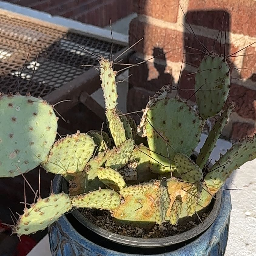 Black-Spined Prickly Pear cactus in a pot with visible yellowing and browning on some pads.