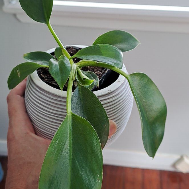 Photo of the plant species Philodendron 'Ceylon Golden' by @NoblyYankeeweed named Philodendron erubescens on Greg, the plant care app