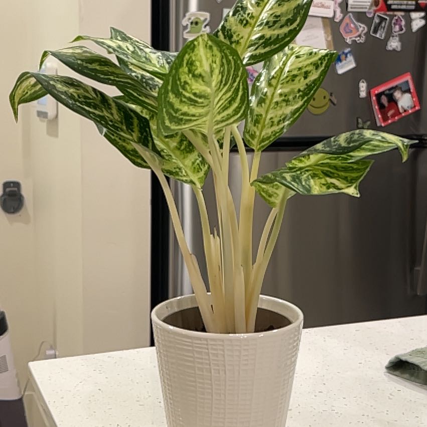 Photo of the plant species Chinese Evergreen 'Golden Madonna' by @Nicoles_oasis named Agnes on Greg, the plant care app