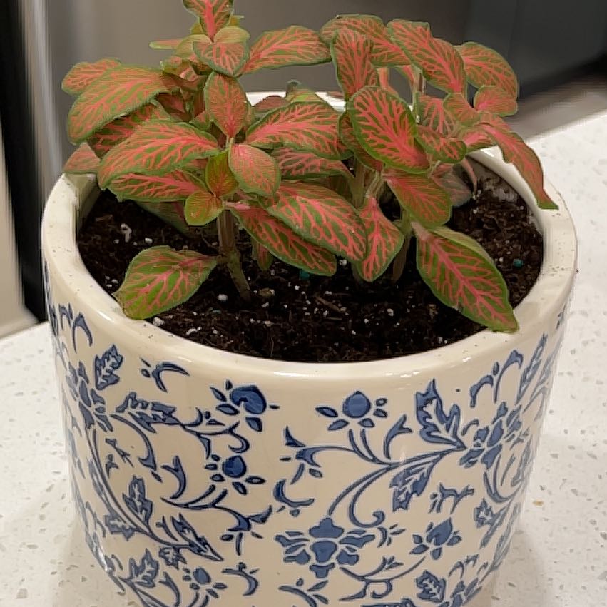 Photo of the plant species Fittonia by @Nicoles_oasis named Tonia II on Greg, the plant care app