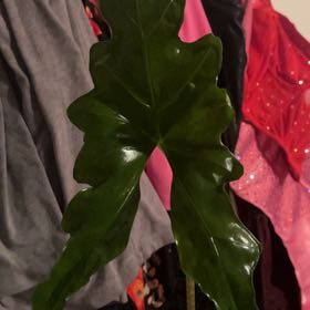 Photo of the plant species Bat Alocasia by @BrawnyAloevera named Beckham on Greg, the plant care app