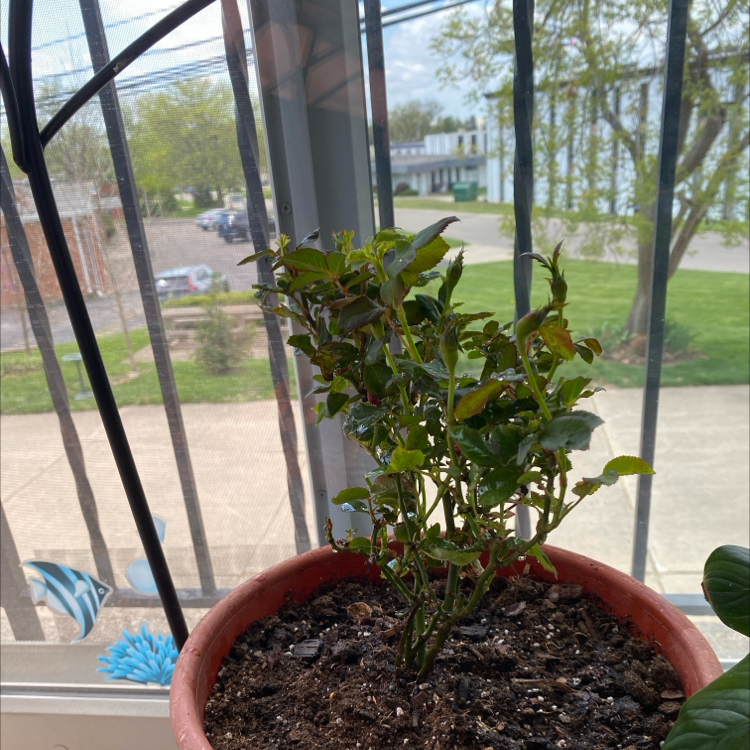 Photo of the plant species Petite Knock Out® Rose by @TimelyCoyotillo named Rosie on Greg, the plant care app