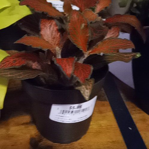 Photo of the plant species Red Vien by @HunkyTinybluet named Winston on Greg, the plant care app