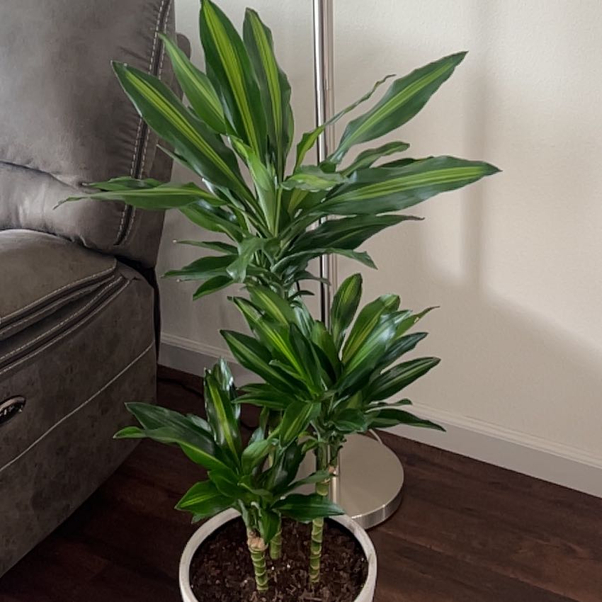 Dracaena Cintho plant in a white pot with vibrant green leaves, well-framed and healthy.