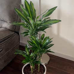 Dracaena Cintho plant