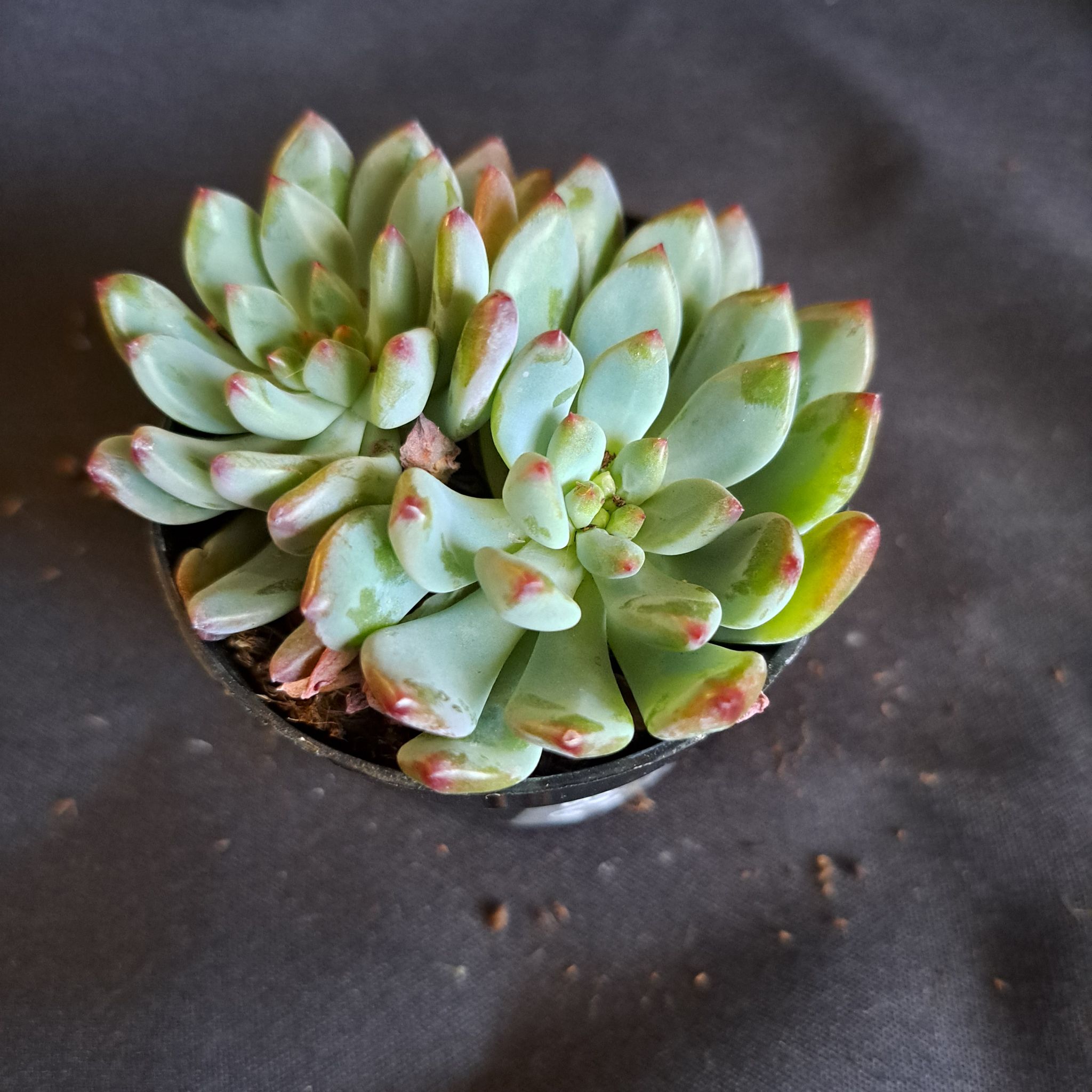 Sedeveria 'Blue Elf' succulent with blue-green leaves and reddish tips in a small pot.