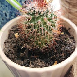 Correll's Hedgehog Cactus plant