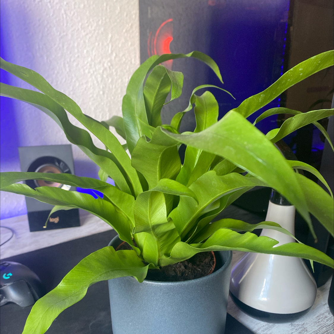Japanese Bird's Nest Fern in a pot with vibrant green leaves and visible soil.
