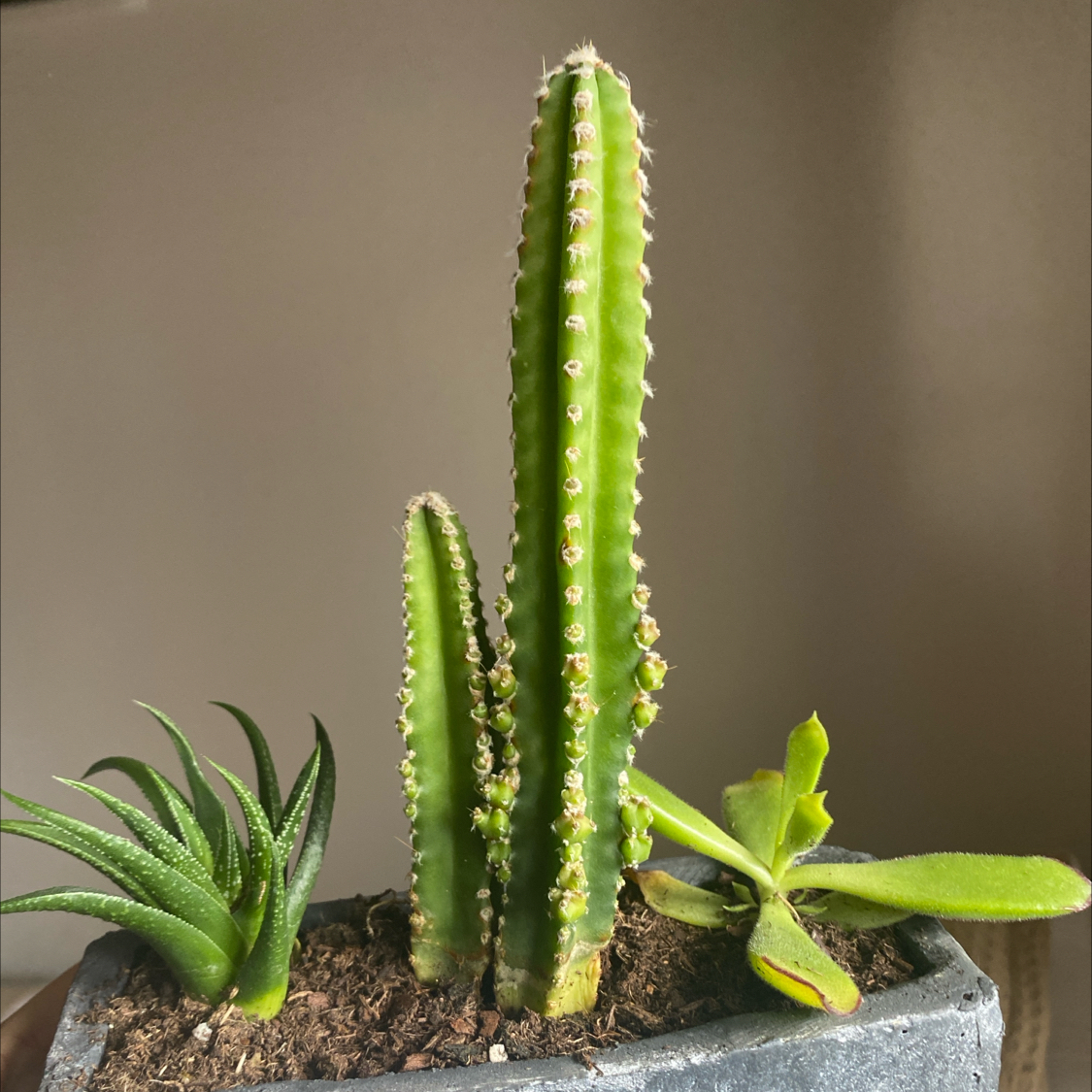 Photo of the plant species Anti-radiation Cactus by @EarthlyOcotillo named Sol on Greg, the plant care app