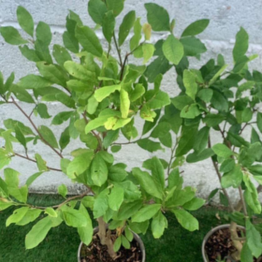 Photo of the plant species Star magnolia by @abismart named Sigmund on Greg, the plant care app