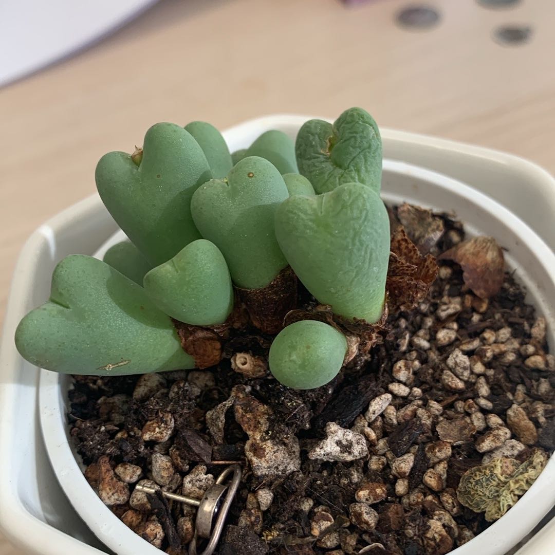 Photo of the plant species Living Pebble by @NeatOnion named Kesha on Greg, the plant care app