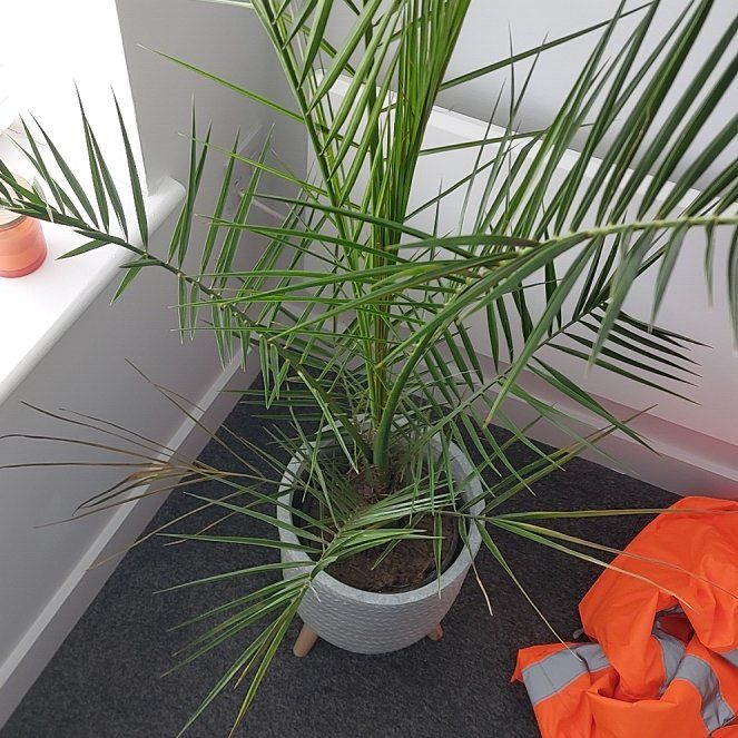Photo of the plant species Phoenix Palm by @StephanVC named Phoenix Palm on Greg, the plant care app