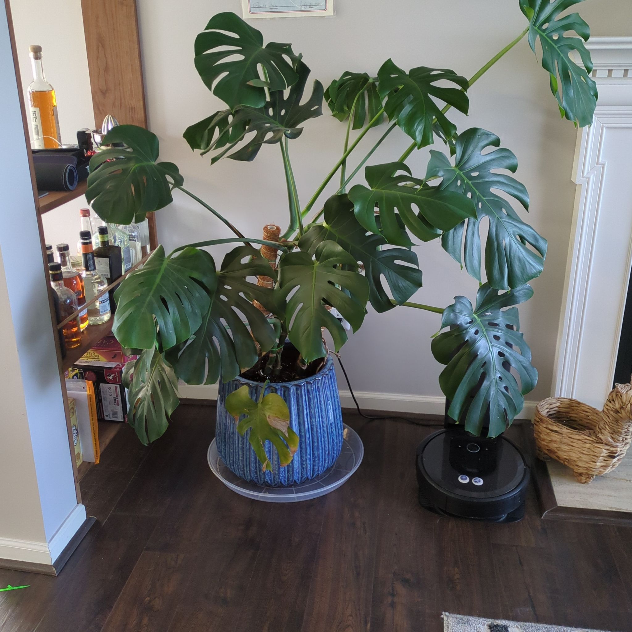 Monstera