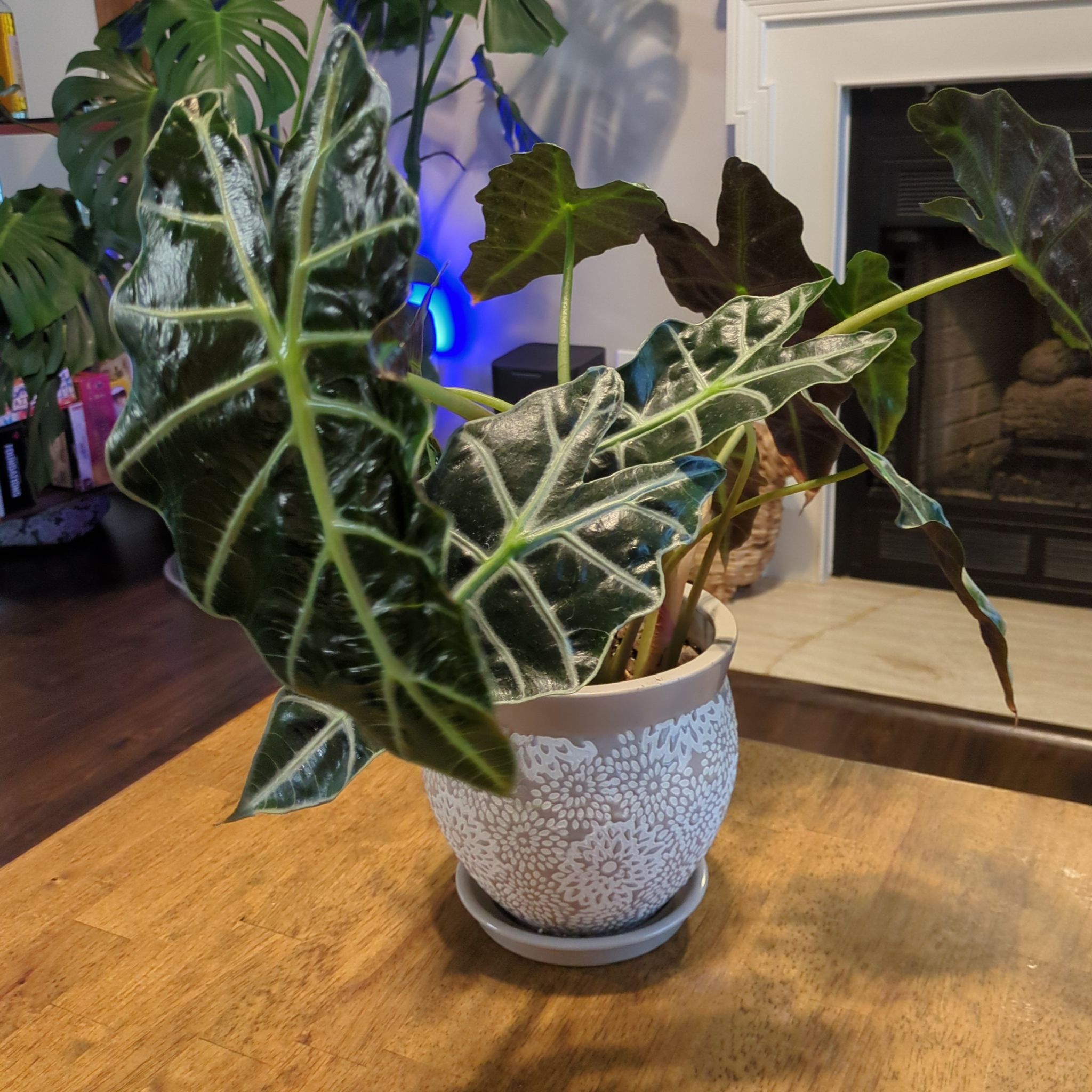 Photo of the plant species Alocasia by @alesjungle named Alocasia on Greg, the plant care app