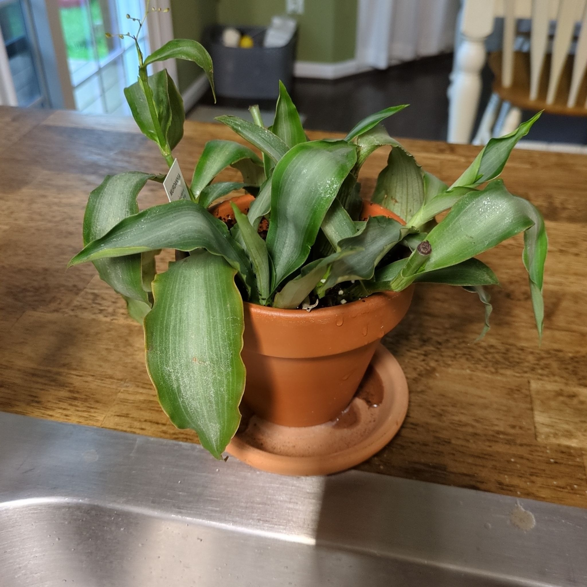 Photo of the plant species Murdannia by @alesjungle named Murdannia on Greg, the plant care app