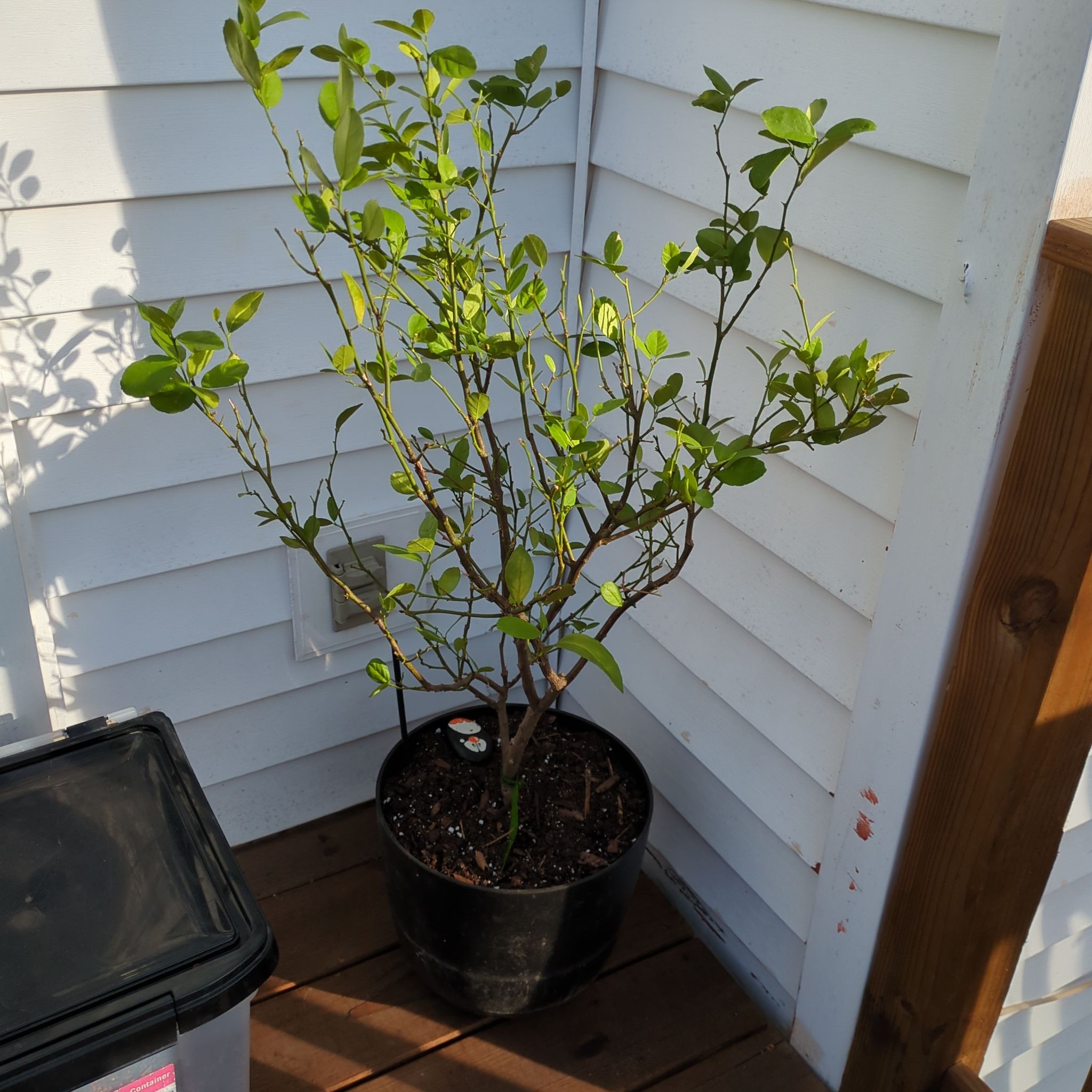 Photo of the plant species Mexican Key Lime Tree by @alesjungle named Lime tree on Greg, the plant care app