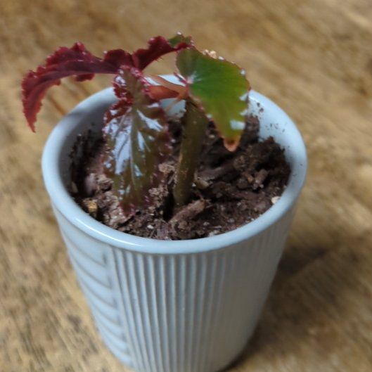 Photo of the plant species Black Magic by @alesjungle named Black magic begonia 1 on Greg, the plant care app