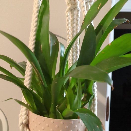 Photo of the plant species Scarlet Star by @alesjungle named Scarlet star on Greg, the plant care app