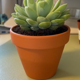 Photo of the plant species Echeveria Aurora by @MaturingCardoon named Beyonce🤍 on Greg, the plant care app