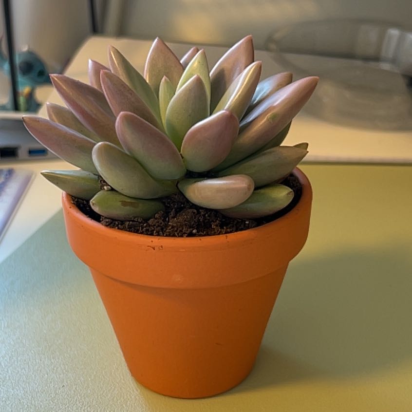 Photo of the plant species Echeveria 'Pink Shadow' by @MaturingCardoon named Queen🤍 on Greg, the plant care app
