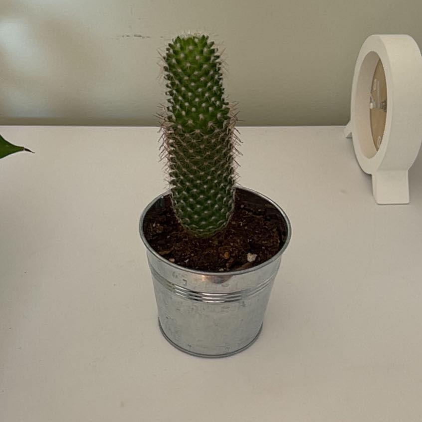A healthy Mammillaria backebergiana cactus in a metal pot on a white surface.