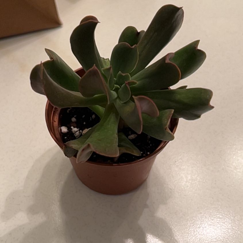 Photo of the plant species Dark Vader Echeveria by @MaturingCardoon named Marilyn on Greg, the plant care app