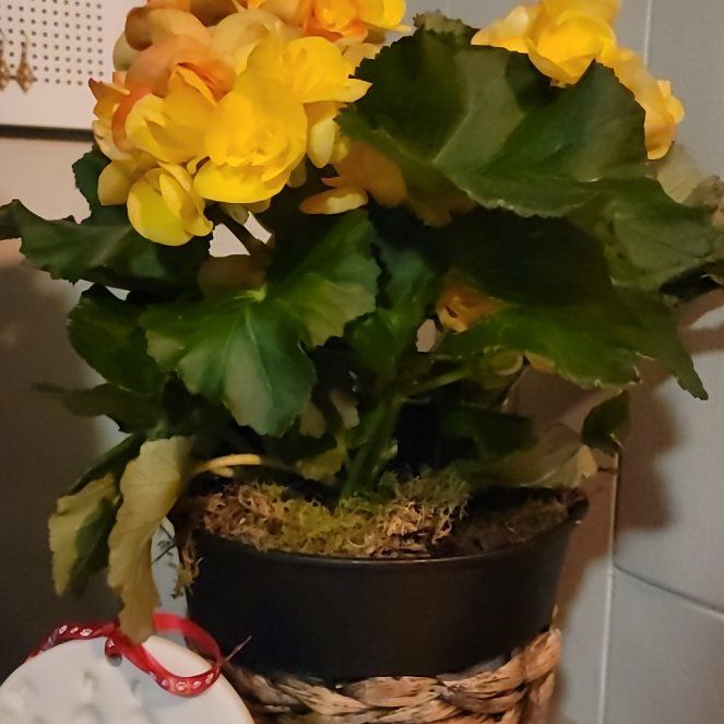 Photo of the plant species Hiemalis Begonia by @OodlesRamshorn named Elina on Greg, the plant care app