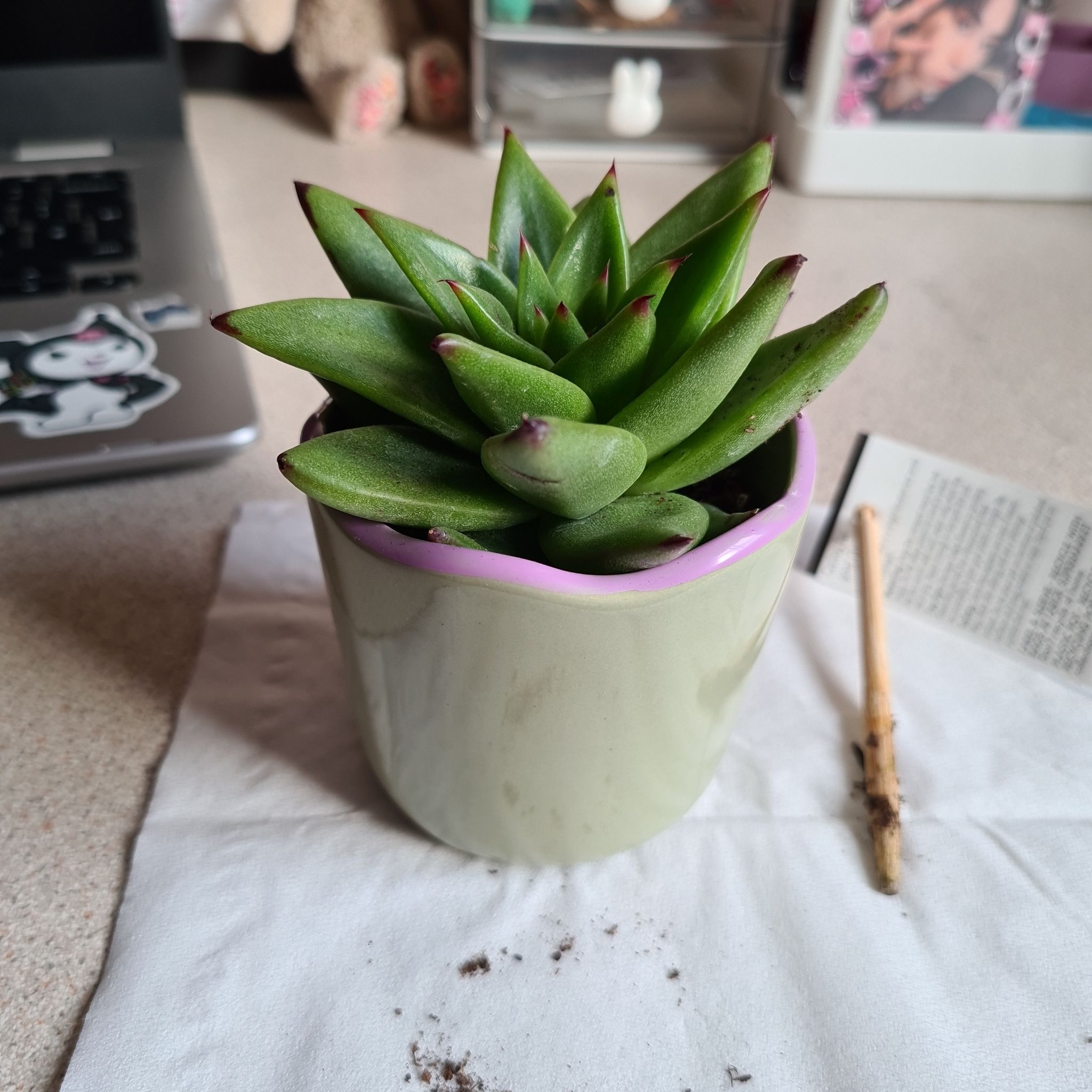 Photo of the plant species Echeveria Ebony by @AceClubcoral named Kobe on Greg, the plant care app