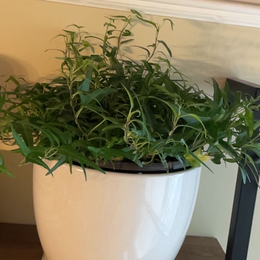 Potted Spearpoint Ivy plant with vibrant green leaves in a white pot.