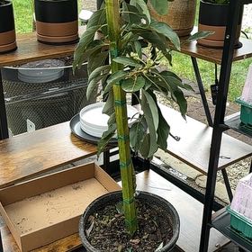 Photo of the plant species Wurtz Avocado by @KinglySwordbean named Wurtz avocado on Greg, the plant care app