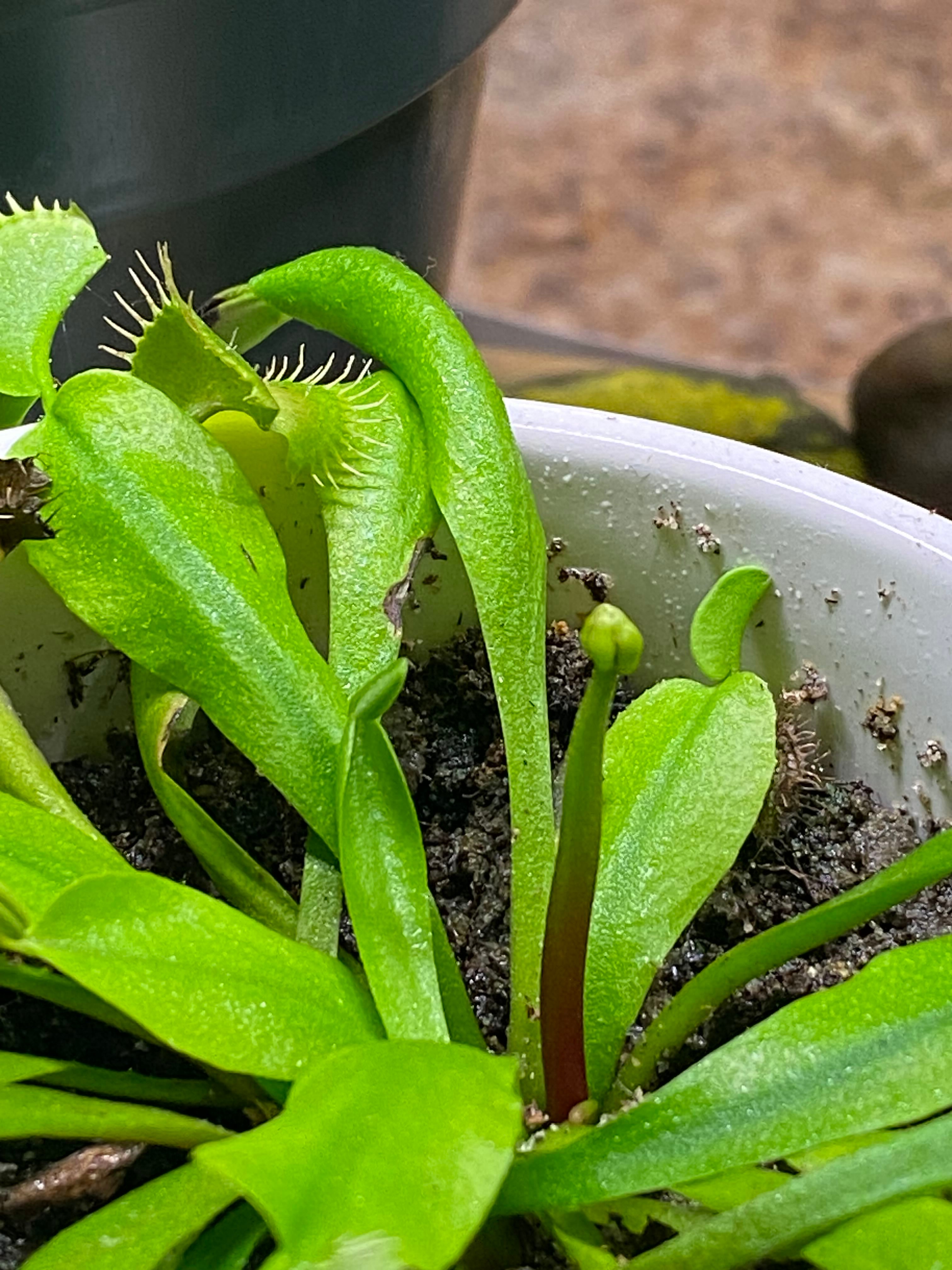 Why Are There Black Spots on My Venus Flytrap B52 Leaves? 🪰