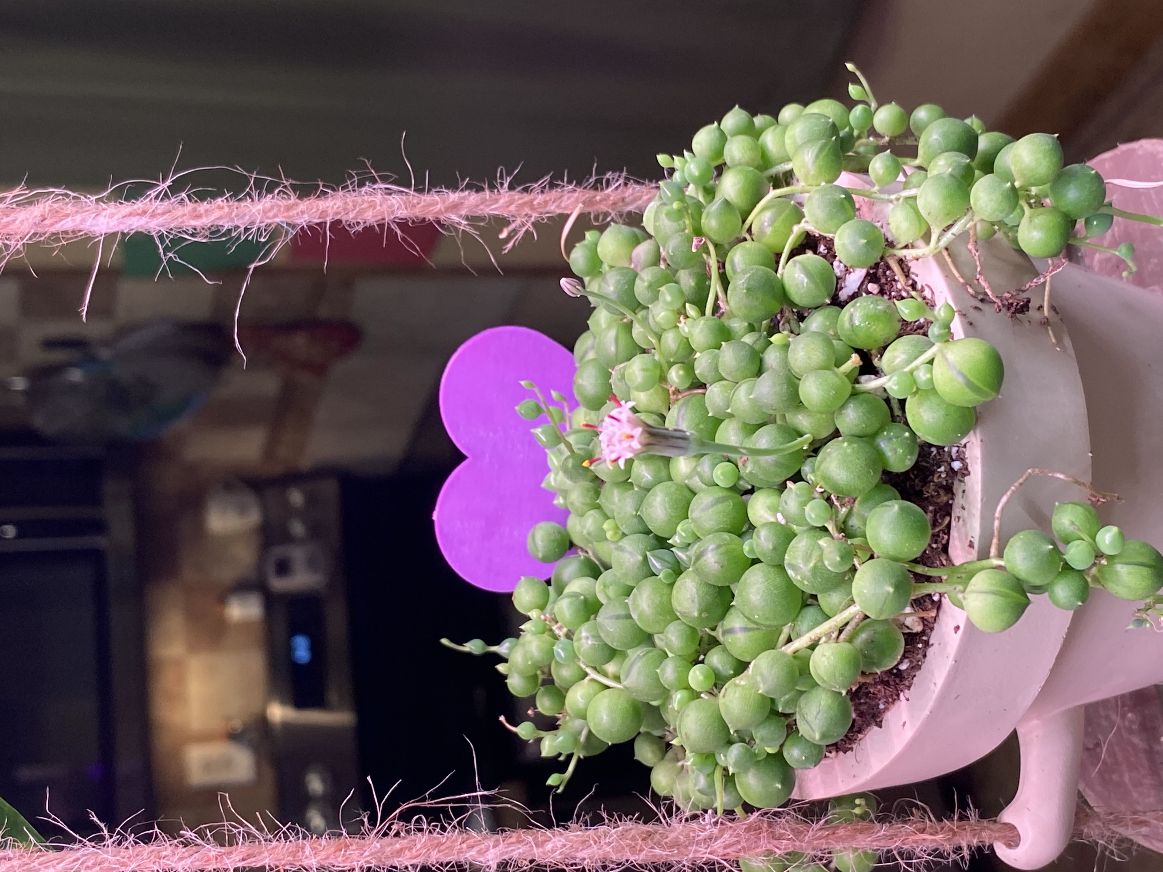 Why Are My String of Tears Leaves Droopy? 😢