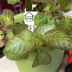 Photo of the plant species Episcia 'Pink Panther' by @Violet3 named Navajo on Greg, the plant care app
