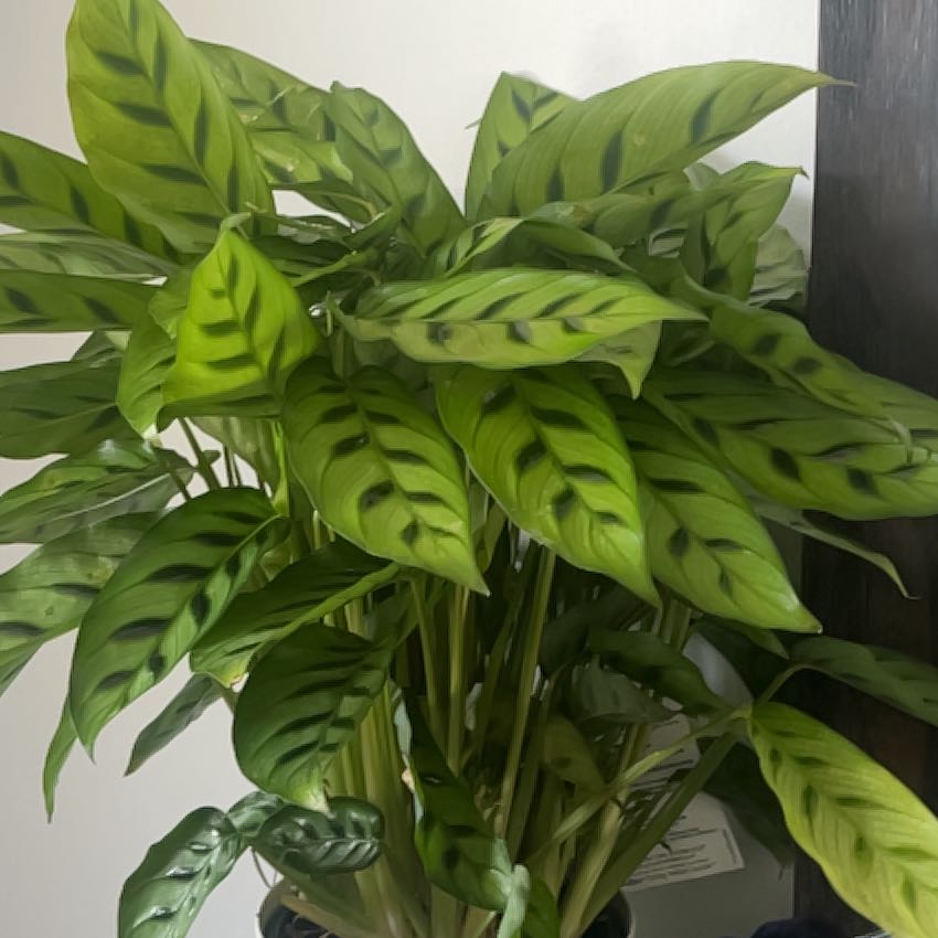 Photo of the plant species Calathea 'Zebra Plant' by @TopFlameviolet named Cleopatra on Greg, the plant care app
