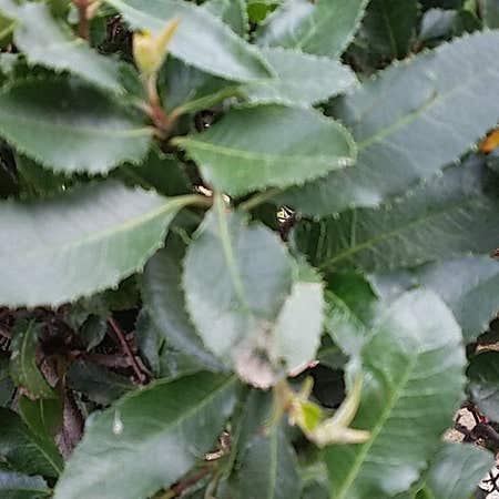Photo of the plant species Arbutus Unedo by @JollyTreeviolet named Achilles on Greg, the plant care app