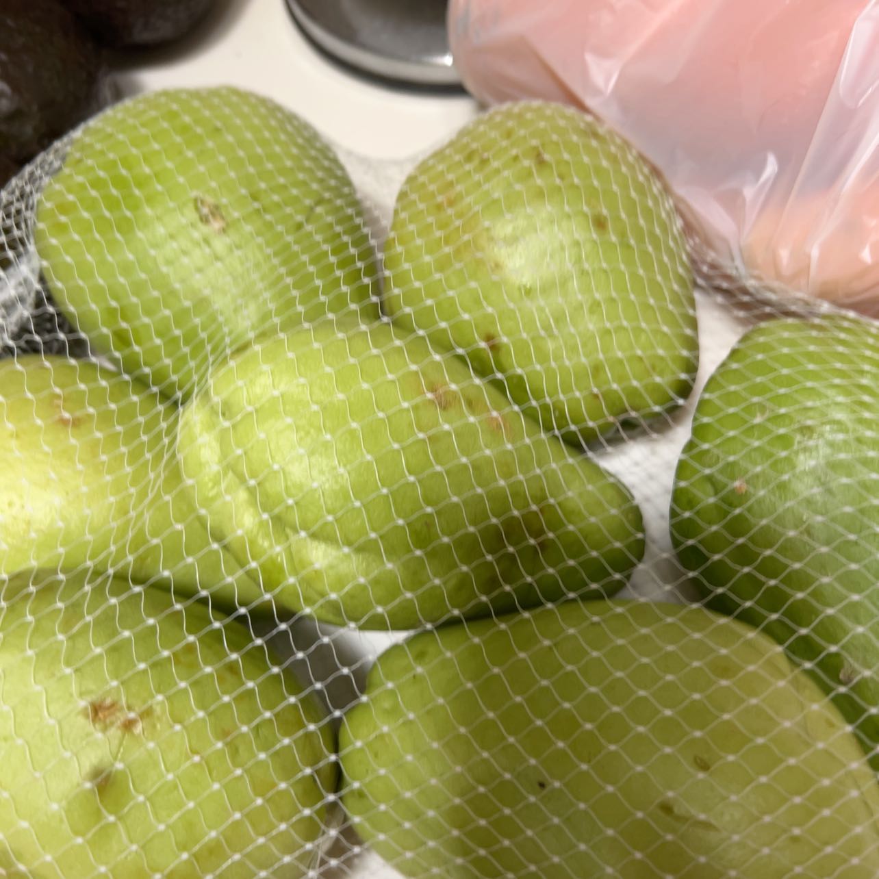 Photo of the plant species Arborescent Prickly Pear by @DynamoKatsura named Sir Plancelot on Greg, the plant care app