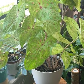 Photo of the plant species Angel Wings by @TrueTinybluet named Cali on Greg, the plant care app