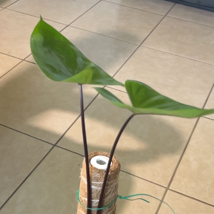 Photo of the plant species Black Stem Elephant Ear by @TrueTinybluet named Chloe on Greg, the plant care app